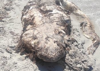 Alghero, la carcassa di uno squalo spiaggiata a Maria Pia