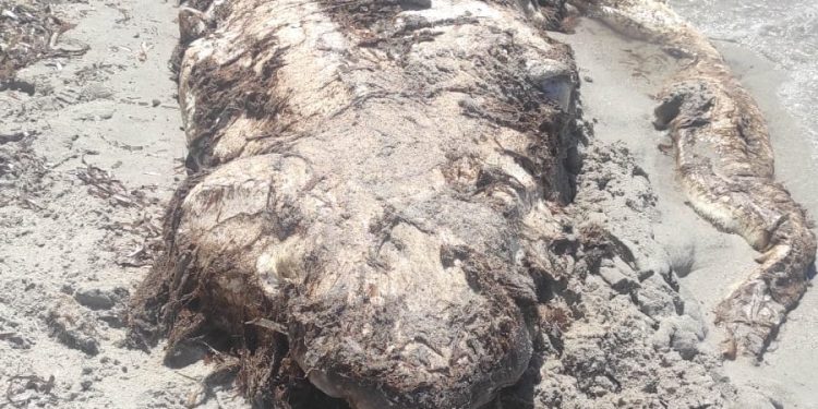 Alghero, la carcassa di uno squalo spiaggiata a Maria Pia