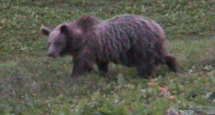 Trovato morto l’orso M62. Gli animalisti: “Urgente fare chiarezza”