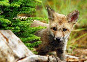 Cadapa lancia la campagna referendaria contro la caccia