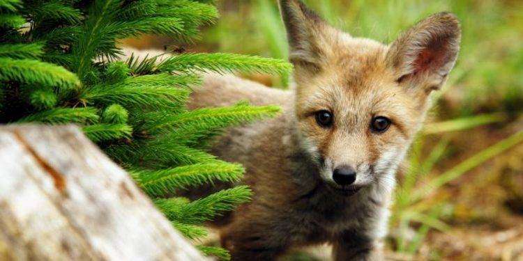 Cadapa lancia la campagna referendaria contro la caccia