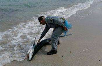 Squalo spiaggiato a Calasetta partorisce 20 cuccioli e muore