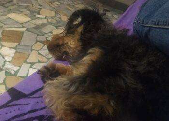 Alghero, microchippatura dei cani: appuntamento il 17 maggio