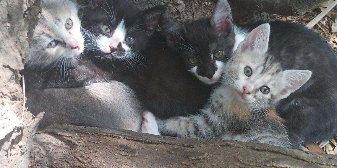 Cagliari, appello dalle volontarie che accudiscono i gatti del Parco di Terramaini