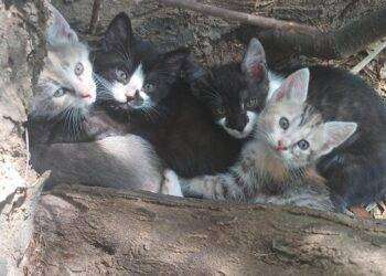 Cagliari, appello dalle volontarie che accudiscono i gatti del Parco di Terramaini