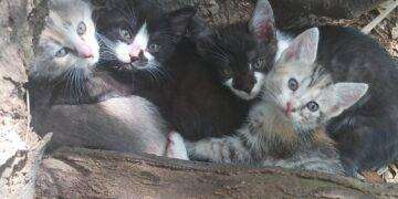 Cagliari, appello dalle volontarie che accudiscono i gatti del Parco di Terramaini