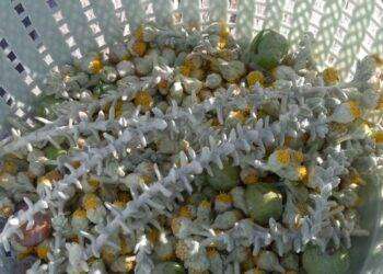 Eventi, Ussassai: alla ricerca delle erbe mediche degli Antichi