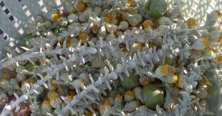 Eventi, Ussassai: alla ricerca delle erbe mediche degli Antichi