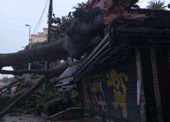 Cagliari, crolla albero secolare in via Roma: danneggiata edicola e diverse auto