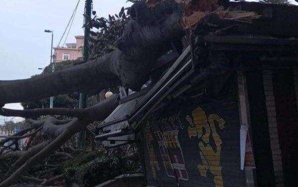 Cagliari, crolla albero secolare in via Roma: danneggiata edicola e diverse auto