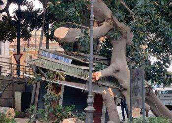 Schianto del ficus sull’edicola a Cagliari. Il presidente della Commissione sicurezza: “Fare chiarezza sul patrimonio del verde pubblico”