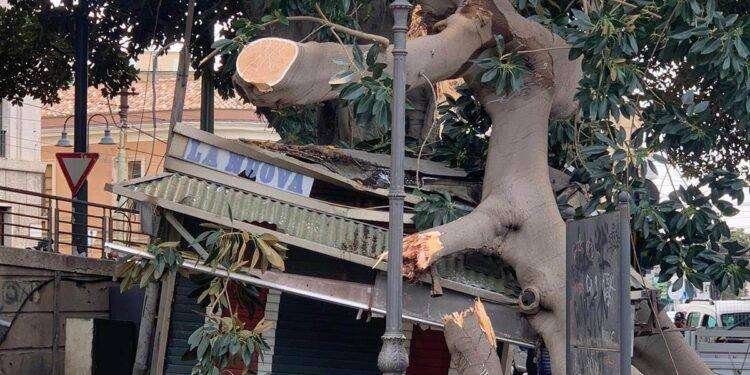 Schianto del ficus sull’edicola a Cagliari. Il presidente della Commissione sicurezza: “Fare chiarezza sul patrimonio del verde pubblico”