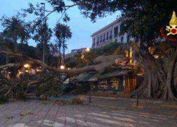 Cagliari, crolla albero secolare in via Roma: danneggiata edicola e diverse auto