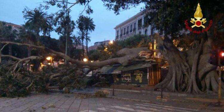 Cagliari, crolla albero secolare in via Roma: danneggiata edicola e diverse auto