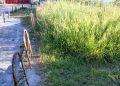 Quartu Sant’Elena, a Margine Rosso in attesa delle “Pulizie di Primavera”: sterpaglie e rifiuti invadono ingresso all’arenile