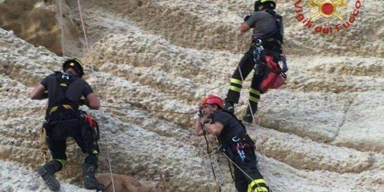 Laerru (SS), due capre cadono in un dirupo: salvate dai Vigili del Fuoco