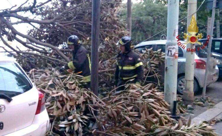 Cagliari, crolla albero secolare in via Roma: danneggiata edicola e diverse auto