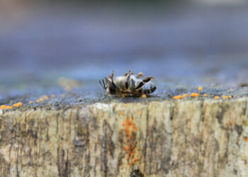 20 maggio, giornata mondiale delle api: iniziativa di Greenpeace