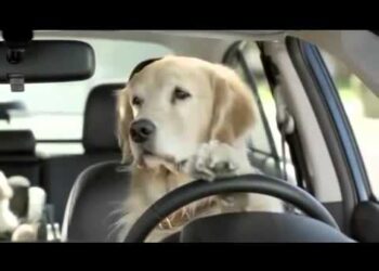 Guida ubriaco, la polizia lo ferma e accusa il suo cane: “Stava guidando lui”