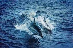 Cagliari, la splendida danza dei delfini a Su Siccu