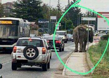 Elefante da circo nel traffico dell’Aquila, la denuncia Lav