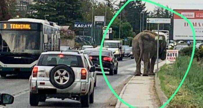 Elefante da circo nel traffico dell’Aquila, la denuncia Lav