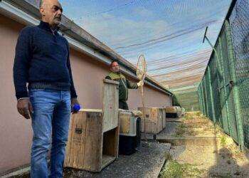 Dopo cure 12 grifoni tornano a Villasalto per ripopolamento