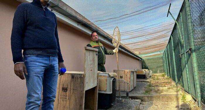 Dopo cure 12 grifoni tornano a Villasalto per ripopolamento