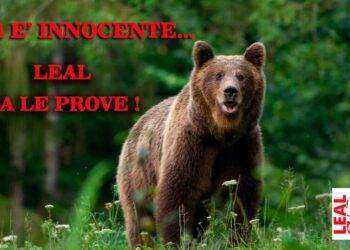 Gli animalisti di Leal: “A uccidere Papi non sarebbe stata JJ4 ma un orso maschio”