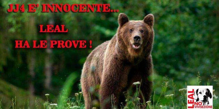 Gli animalisti di Leal: “A uccidere Papi non sarebbe stata JJ4 ma un orso maschio”