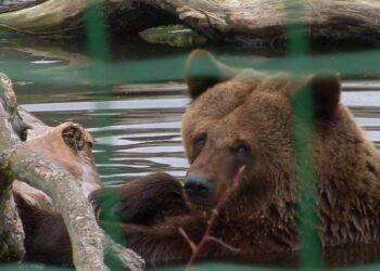 Il Tar di Trento sospende l’uccisione degli orsi Jj4 e Mj5