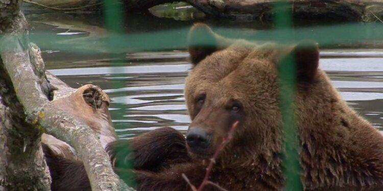 Il Tar di Trento sospende l’uccisione degli orsi Jj4 e Mj5