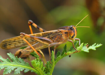 Invasione cavallette. Sardegna chiama Sardegna: «Incapacità del Governo Solinas è più distruttiva delle cavallette. Interventi e investimenti inadeguati»