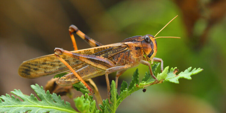 Invasione cavallette. Sardegna chiama Sardegna: «Incapacità del Governo Solinas è più distruttiva delle cavallette. Interventi e investimenti inadeguati»