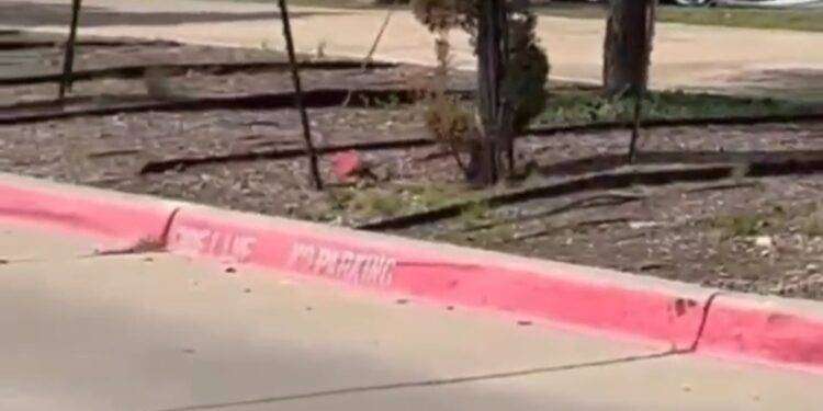 Sparatoria in un centro commerciale del Texas, quattro morti