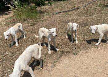 Villasor, cuccioli di pastore maremmano abbandonati nelle campagne