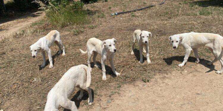 Villasor, cuccioli di pastore maremmano abbandonati nelle campagne