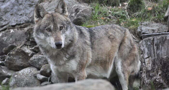 Lupo aggredisce un cane e la padrona