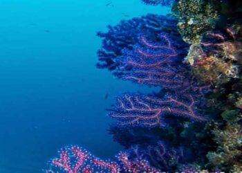 Affondato dagli inglesi nel ’43, all’Asinara relitto del Sogliola