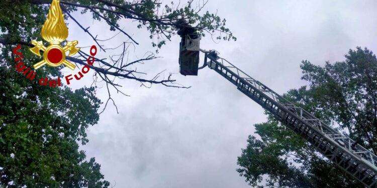 Piccolo gheppio impigliato nell’albero salvato dai Vigili del Fuoco