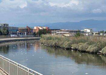 Cagliari, migliaia di pesci morti nel canale di  Terramaini