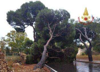 Paura in viale Calamosca a Cagliari: un albero crolla sulla strada