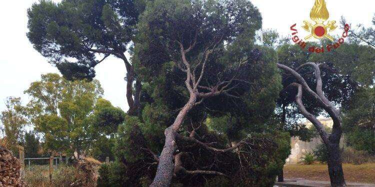 Paura in viale Calamosca a Cagliari: un albero crolla sulla strada