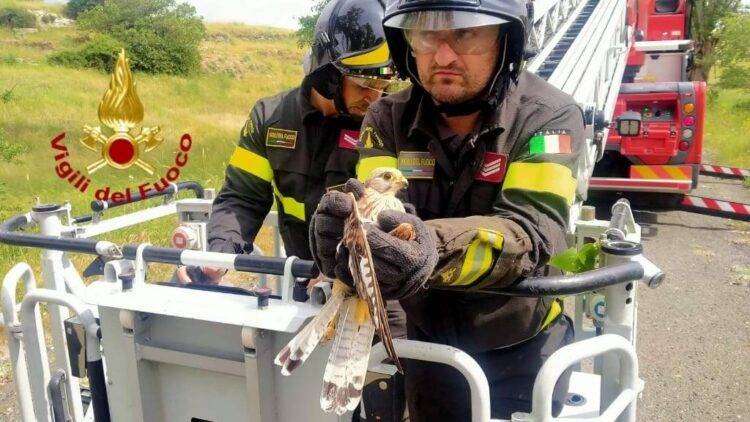 Piccolo gheppio impigliato nell’albero salvato dai Vigili del Fuoco