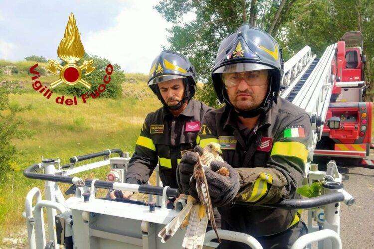 Piccolo gheppio impigliato nell’albero salvato dai Vigili del Fuoco