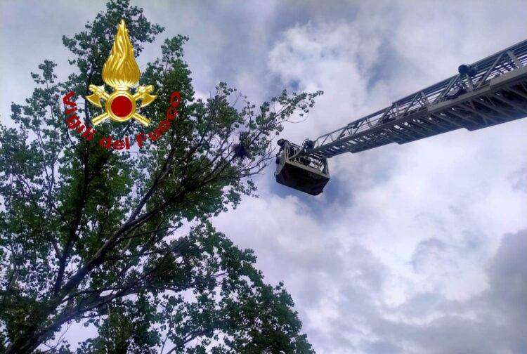 Piccolo gheppio impigliato nell’albero salvato dai Vigili del Fuoco