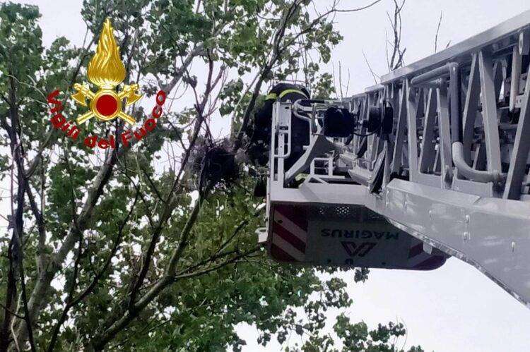 Piccolo gheppio impigliato nell’albero salvato dai Vigili del Fuoco