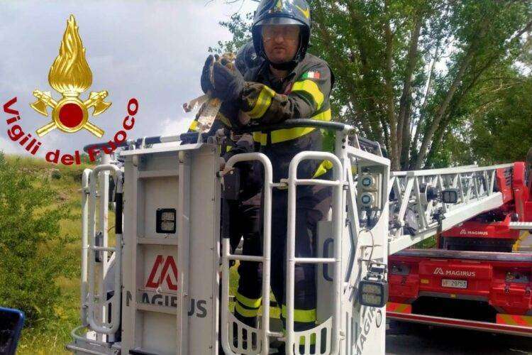 Piccolo gheppio impigliato nell’albero salvato dai Vigili del Fuoco