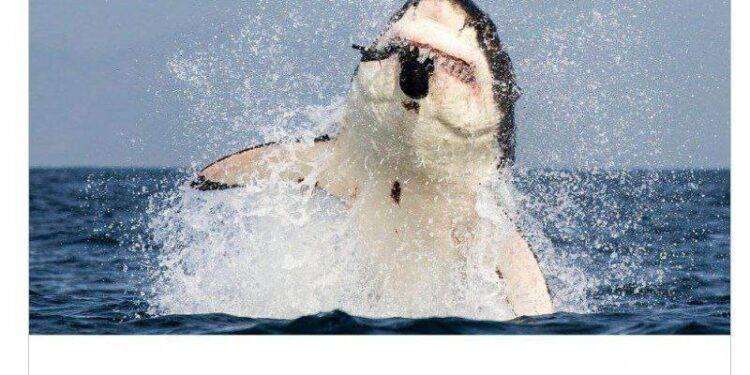 Kiev, statua allo squalo che ha ucciso un russo: ecco la disumanità ucraina