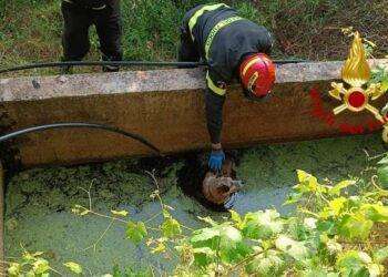 Cane in difficoltà a Scano di Montiferro, sul posto i vigili del fuoco